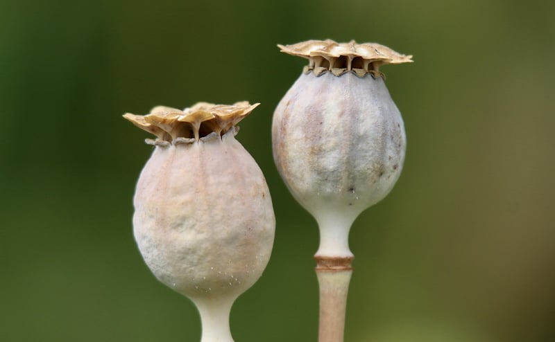 Seed Exchange