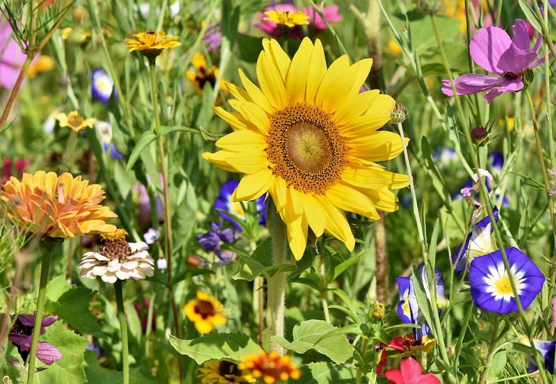 Garden Flowers